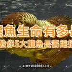 金龍魚壽命